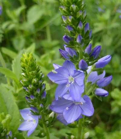 veronica teucrium