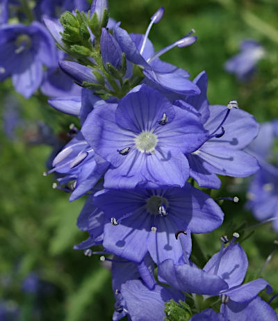 veronica teucrium