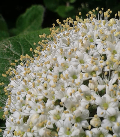 viburnum lantana