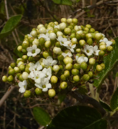 viburnum lantana