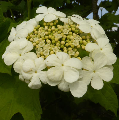 viburnum opulus