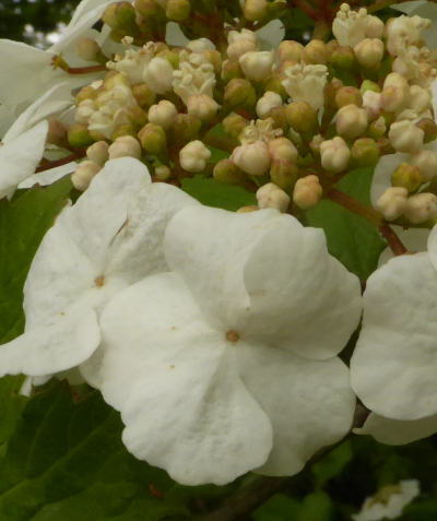 viburnum opulus