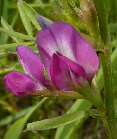 vicia angustifolia