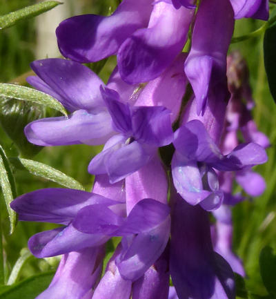 vicia cracca