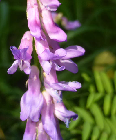 vicia cracca