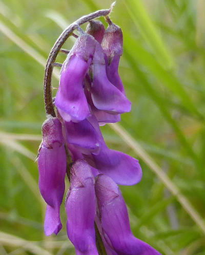 vicia cracca