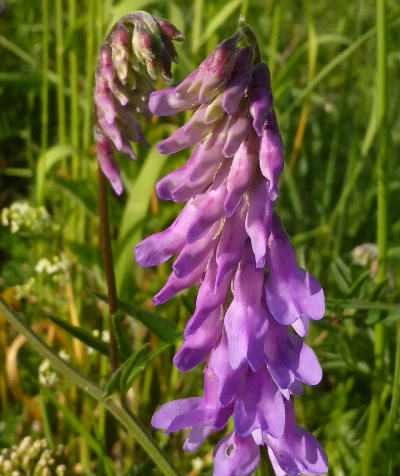 vicia cracca