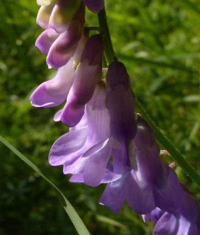 vicia cracca