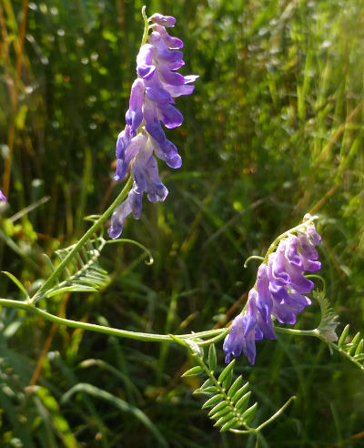 vicia cracca