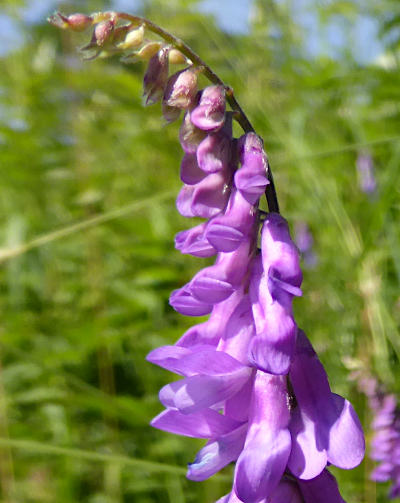 vicia cracca