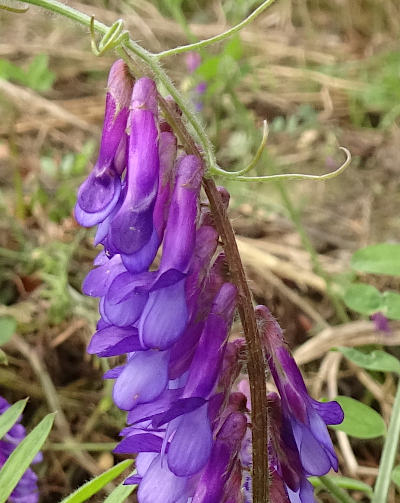 vicia cracca