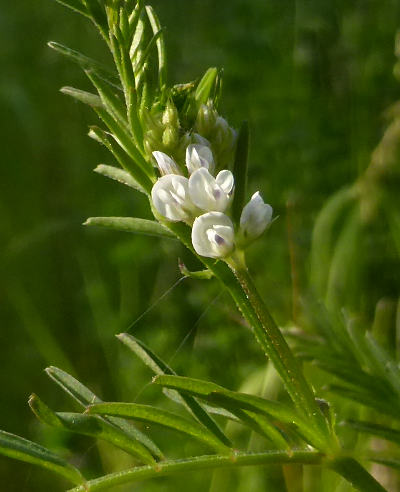 vicia hirsuta