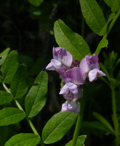 vicia sepium