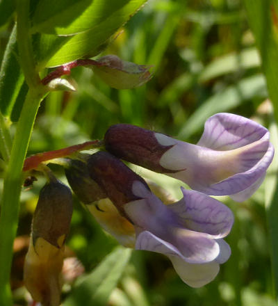 vicia sepium