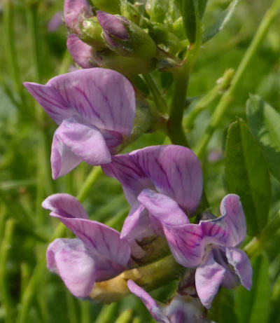 vicia sepium