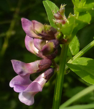 vicia sepium