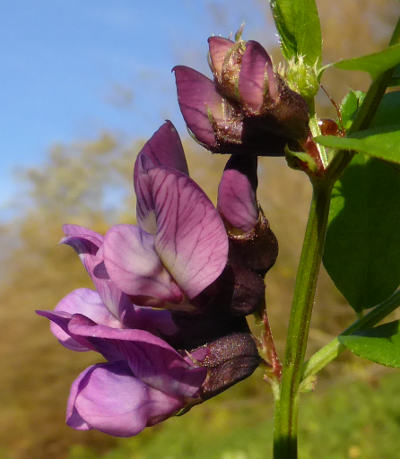 vicia sepium