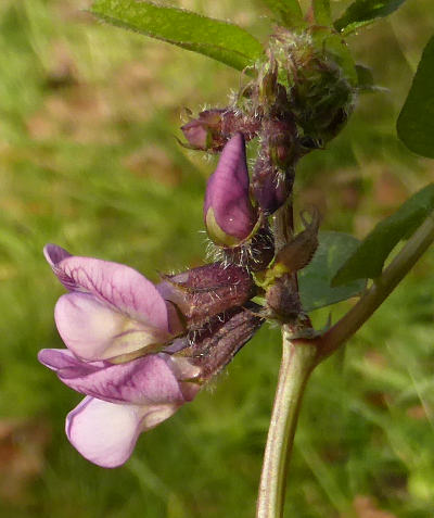 vicia sepium