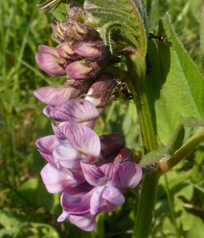 vicia sepium