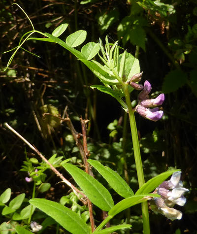 vicia sepium