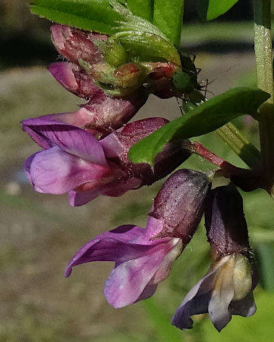 vicia sepium