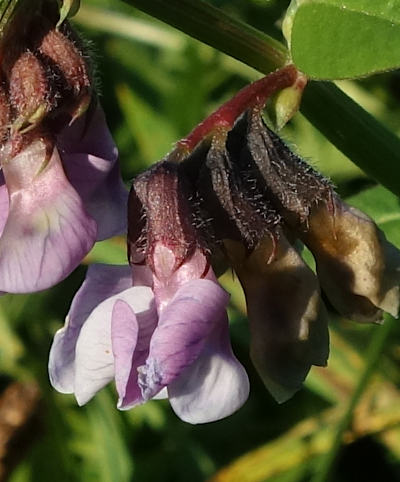 vicia sepium