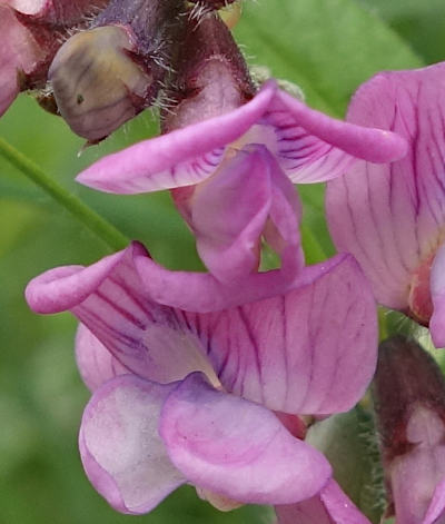 vicia sepium