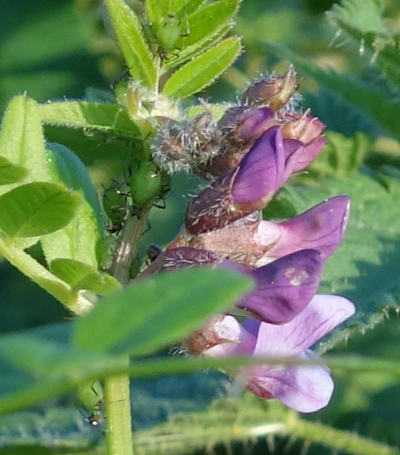 vicia sepium