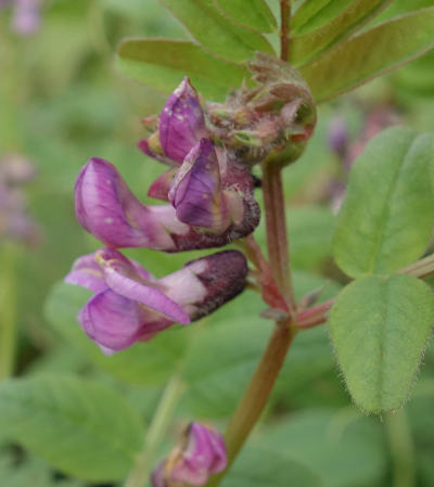 vicia sepium