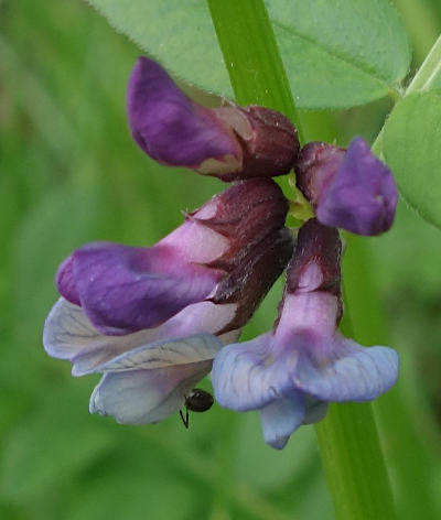 vicia sepium