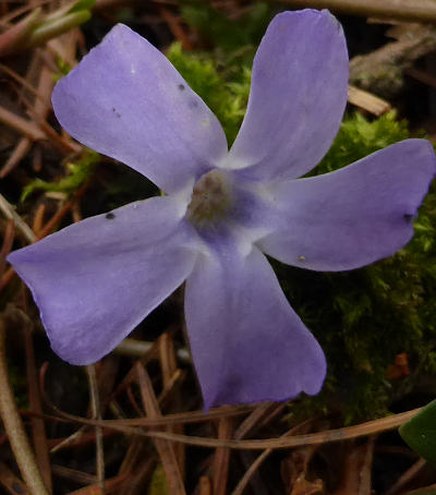 vinca minor