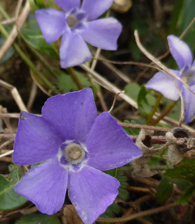 vinca minor