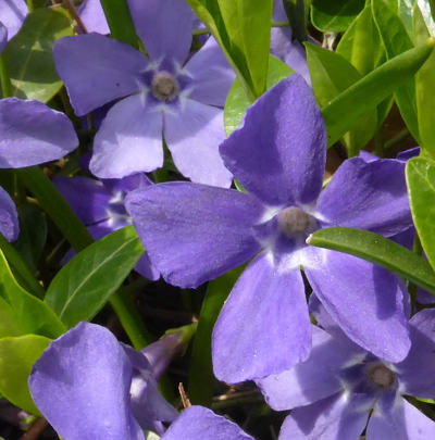 vinca minor