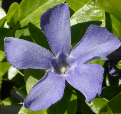 vinca minor