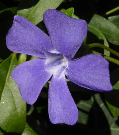 vinca minor