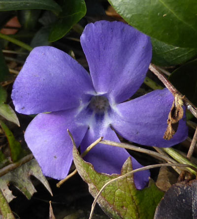 vinca minor