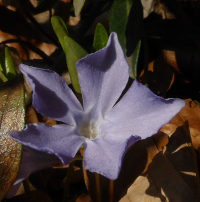 vinca minor