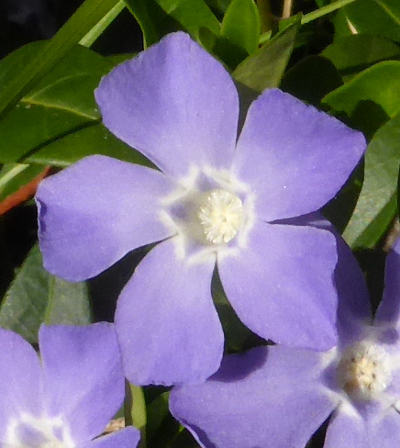 vinca minor