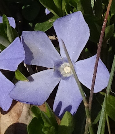 vinca minor