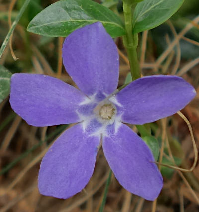 vinca minor