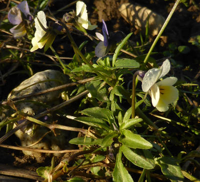 viola arvensis