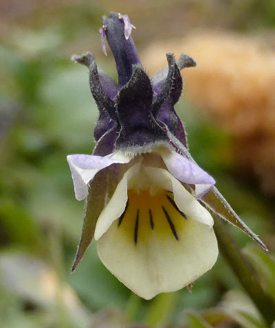 viola arvensis