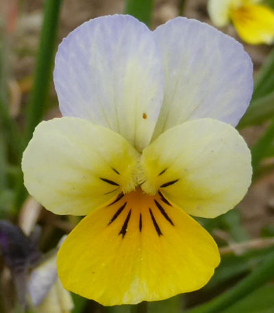 viola arvensis