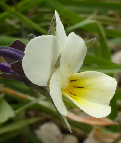 viola arvensis