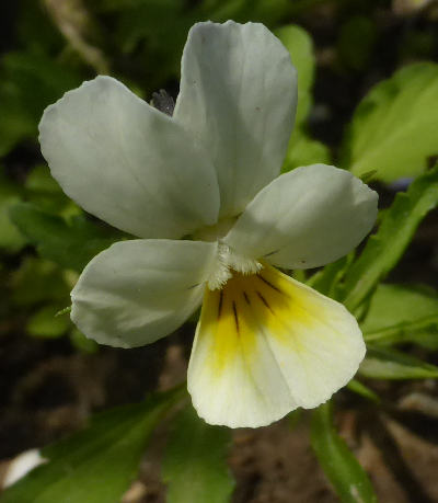 viola arvensis