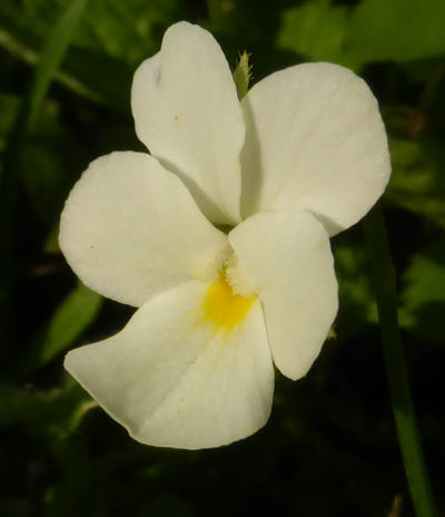 viola arvensis