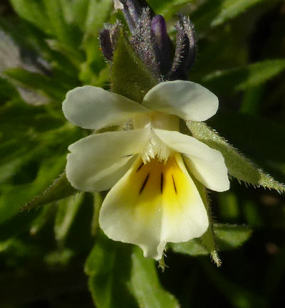 viola arvensis