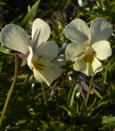 viola arvensis