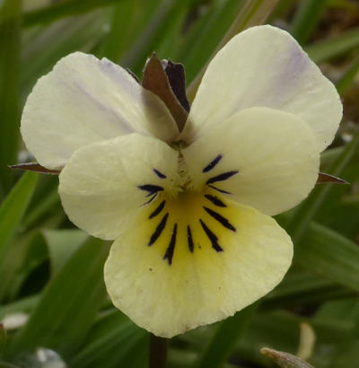 viola arvensis