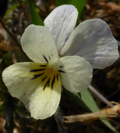 viola arvensis